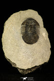 30216 - Top Quality 1.45 Inch Scabriscutellum sp Middle Devonian Trilobite