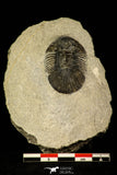 30216 - Top Quality 1.45 Inch Scabriscutellum sp Middle Devonian Trilobite