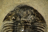 30216 - Top Quality 1.45 Inch Scabriscutellum sp Middle Devonian Trilobite