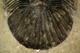 30216 - Top Quality 1.45 Inch Scabriscutellum sp Middle Devonian Trilobite