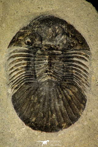 30216 - Top Quality 1.45 Inch Scabriscutellum sp Middle Devonian Trilobite