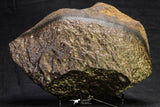 21260 - Huge Complete NWA L-H Type Unclassified Ordinary Chondrite Meteorite 4483g