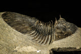 30216 - Top Quality 1.45 Inch Scabriscutellum sp Middle Devonian Trilobite