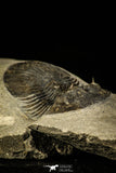 30216 - Top Quality 1.45 Inch Scabriscutellum sp Middle Devonian Trilobite