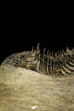 30216 - Top Quality 1.45 Inch Scabriscutellum sp Middle Devonian Trilobite