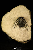 30217 - Outstanding 1.21 Inch Kettneraspis prescheri (Long Occipital Horn) Lower Devonian Trilobite