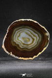 20257 -  Extremely Beautiful 5.46 Inch Brazilian Agate Slice (Chalcedony Geode Section)