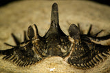 30217 - Outstanding 1.21 Inch Kettneraspis prescheri (Long Occipital Horn) Lower Devonian Trilobite
