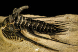 30217 - Outstanding 1.21 Inch Kettneraspis prescheri (Long Occipital Horn) Lower Devonian Trilobite