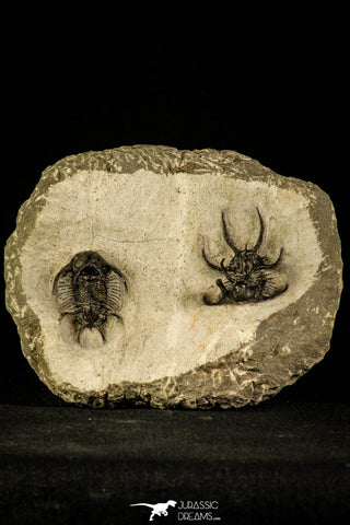 30218 - Outstanding Association of 2 Ceratarges sp Middle Devonian Trilobite