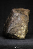 21261 - Huge Complete NWA L-H Type Unclassified Ordinary Chondrite Meteorite 2819g