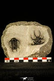 30218 - Outstanding Association of 2 Ceratarges sp Middle Devonian Trilobite