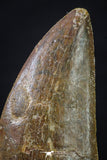 20258 - Great Serrated 2.54 Inch Carcharodontosaurus Dinosaur Tooth KemKem Beds