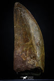 20258 - Great Serrated 2.54 Inch Carcharodontosaurus Dinosaur Tooth KemKem Beds