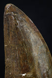 20258 - Great Serrated 2.54 Inch Carcharodontosaurus Dinosaur Tooth KemKem Beds