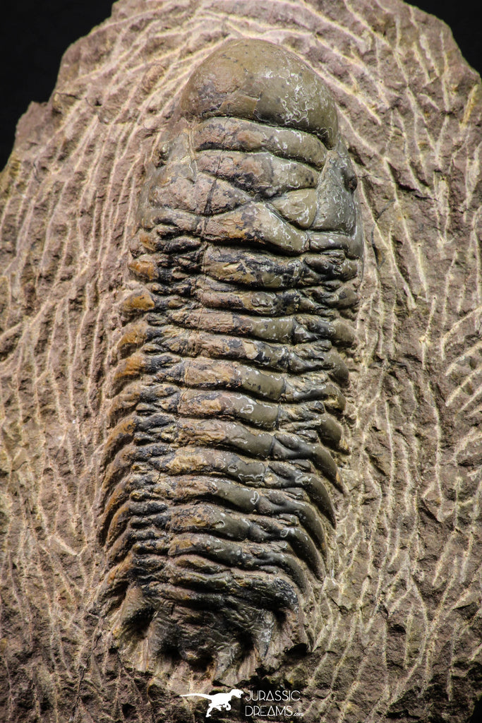 08314 - Beautiful 2.87 Inch Crotalocephalina (Crotalocephalus) gibbus Lower Devonian Trilobite