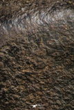21261 - Huge Complete NWA L-H Type Unclassified Ordinary Chondrite Meteorite 2819g