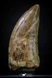 20259 - Great Serrated 2.44 Inch Carcharodontosaurus Dinosaur Tooth KemKem Beds