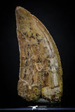 20259 - Great Serrated 2.44 Inch Carcharodontosaurus Dinosaur Tooth KemKem Beds