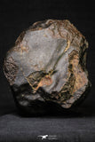 21262 - Huge Almost Complete NWA L-H Type Unclassified Ordinary Chondrite Meteorite 2306g (Fusion Crust)