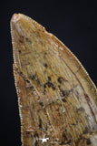 20259 - Great Serrated 2.44 Inch Carcharodontosaurus Dinosaur Tooth KemKem Beds