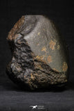 21262 - Huge Almost Complete NWA L-H Type Unclassified Ordinary Chondrite Meteorite 2306g (Fusion Crust)