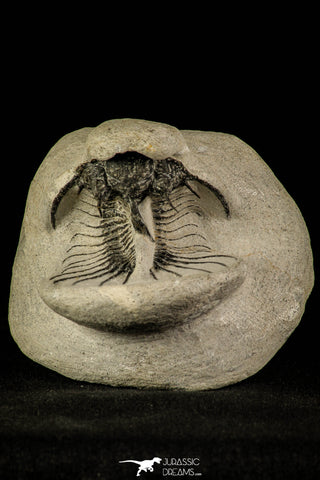 30219 - Partial Prepared 2.09 Inch Quadrops flexuosa Devonian Trilobite