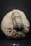 08315 - Beautiful 1.77 Inch Crotalocephalina (Crotalocephalus) gibbus Lower Devonian Trilobite
