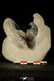 30219 - Partial Prepared 2.09 Inch Quadrops flexuosa Devonian Trilobite
