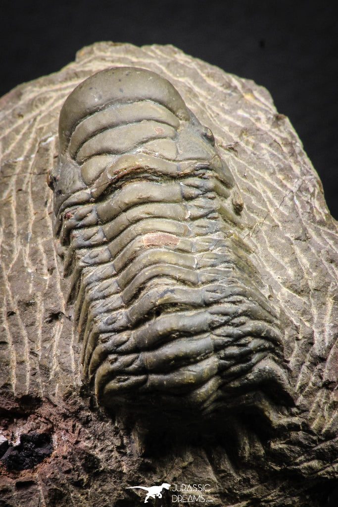 08315 - Beautiful 1.77 Inch Crotalocephalina (Crotalocephalus) gibbus Lower Devonian Trilobite