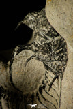 30219 - Partial Prepared 2.09 Inch Quadrops flexuosa Devonian Trilobite