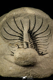 30219 - Partial Prepared 2.09 Inch Quadrops flexuosa Devonian Trilobite