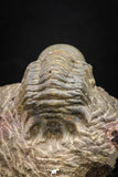 08315 - Beautiful 1.77 Inch Crotalocephalina (Crotalocephalus) gibbus Lower Devonian Trilobite