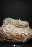 08315 - Beautiful 1.77 Inch Crotalocephalina (Crotalocephalus) gibbus Lower Devonian Trilobite