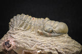 08315 - Beautiful 1.77 Inch Crotalocephalina (Crotalocephalus) gibbus Lower Devonian Trilobite