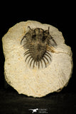 30220 - Museum Grade Spiny 1.65 Inch Comura bultyncki Middle Devonian Trilobite