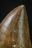 20262 - Nicely Serrated 2.08 Inch Carcharodontosaurus Dinosaur Tooth KemKem