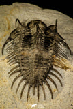 30220 - Museum Grade Spiny 1.65 Inch Comura bultyncki Middle Devonian Trilobite