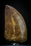 20262 - Nicely Serrated 2.08 Inch Carcharodontosaurus Dinosaur Tooth KemKem