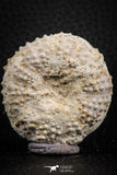 07388 - Top Quality 1.71 Inch Tetragramma marticense (Sea Urchin) Cretaceous