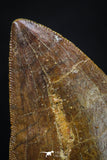 20262 - Nicely Serrated 2.08 Inch Carcharodontosaurus Dinosaur Tooth KemKem