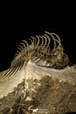 30220 - Museum Grade Spiny 1.65 Inch Comura bultyncki Middle Devonian Trilobite