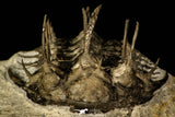 30220 - Museum Grade Spiny 1.65 Inch Comura bultyncki Middle Devonian Trilobite