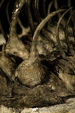 30220 - Museum Grade Spiny 1.65 Inch Comura bultyncki Middle Devonian Trilobite
