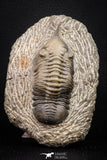 08316 - Well Prepared 3.25 Inch Morocconites malladoides Middle Devonian