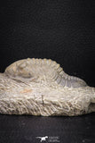 08316 - Well Prepared 3.25 Inch Morocconites malladoides Middle Devonian