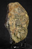 21263 - Huge Complete NWA L-H Type Unclassified Ordinary Chondrite Meteorite 942g