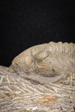 08316 - Well Prepared 3.25 Inch Morocconites malladoides Middle Devonian
