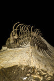 30220 - Museum Grade Spiny 1.65 Inch Comura bultyncki Middle Devonian Trilobite