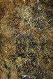 21263 - Huge Complete NWA L-H Type Unclassified Ordinary Chondrite Meteorite 942g